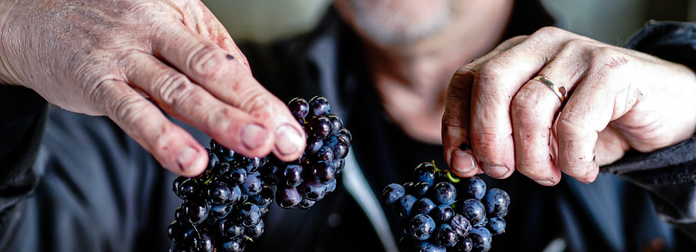Sapling Yard Wines winemaker's hands holding grapes 